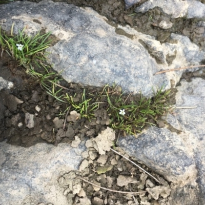 Limosella australis (Austral Mudwort) at Molonglo Valley, ACT - 19 Jan 2020 by JaneR