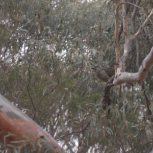 Ptilonorhynchus violaceus at Wamboin, NSW - 31 Dec 2019
