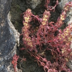 Myriophyllum verrucosum (Red Water-milfoil) at Molonglo River Reserve - 19 Jan 2020 by JaneR