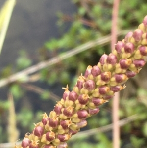 Plantago major at Molonglo River Reserve - 19 Jan 2020