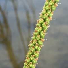 Plantago major at Molonglo River Reserve - 19 Jan 2020 04:24 PM