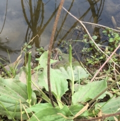 Plantago major at Molonglo River Reserve - 19 Jan 2020 04:24 PM