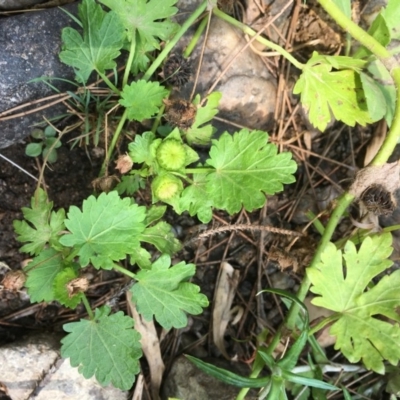 Modiola caroliniana (Red-flowered Mallow) at Molonglo Valley, ACT - 19 Jan 2020 by JaneR