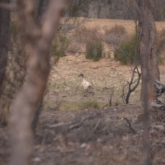 Threskiornis molucca (Australian White Ibis) at QPRC LGA - 31 Dec 2019 by natureguy