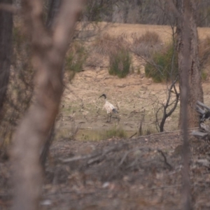 Threskiornis molucca at Wamboin, NSW - 31 Dec 2019 08:20 PM