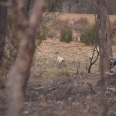 Threskiornis molucca (Australian White Ibis) at Wamboin, NSW - 31 Dec 2019 by natureguy