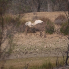 Threskiornis molucca at Wamboin, NSW - 31 Dec 2019 08:20 PM