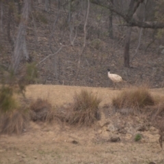 Threskiornis molucca at Wamboin, NSW - 31 Dec 2019 08:20 PM