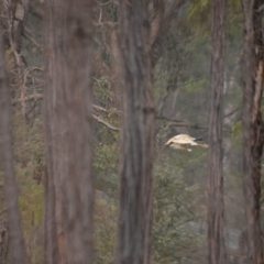 Threskiornis molucca at Wamboin, NSW - 31 Dec 2019 08:20 PM