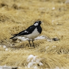 Grallina cyanoleuca (Magpie-lark) at Lake Burley Griffin West - 11 Jan 2020 by BIrdsinCanberra