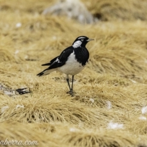 Grallina cyanoleuca at Acton, ACT - 12 Jan 2020