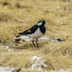 Grallina cyanoleuca at Acton, ACT - 12 Jan 2020