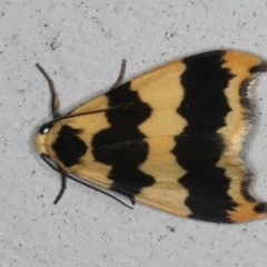 Termessa discrepans (Hookwing Footman) at Lilli Pilli, NSW - 16 Jan 2020 by jb2602