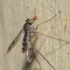 Dolichopodidae (family) (Unidentified Long-legged fly) at ANBG - 15 Jan 2020 by TimL