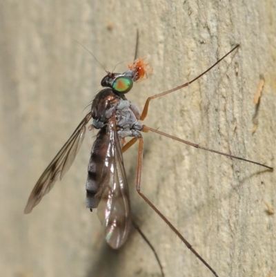 Dolichopodidae (family) (Unidentified Long-legged fly) at Hackett, ACT - 15 Jan 2020 by TimL