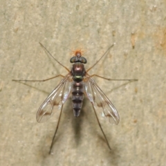 Dolichopodidae (family) at Hackett, ACT - 16 Jan 2020