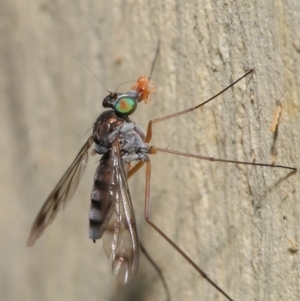 Dolichopodidae (family) at Hackett, ACT - 16 Jan 2020