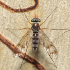 Dolichopodidae (family) at Hackett, ACT - 16 Jan 2020