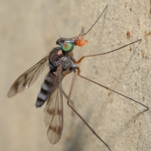 Dolichopodidae (family) at Hackett, ACT - 16 Jan 2020