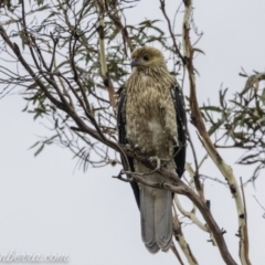 Haliastur sphenurus (Whistling Kite) at Acton, ACT - 12 Jan 2020 by JonSteinbeck