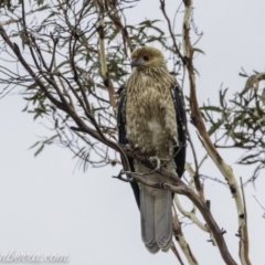 Haliastur sphenurus (Whistling Kite) at Lake Burley Griffin West - 11 Jan 2020 by BIrdsinCanberra