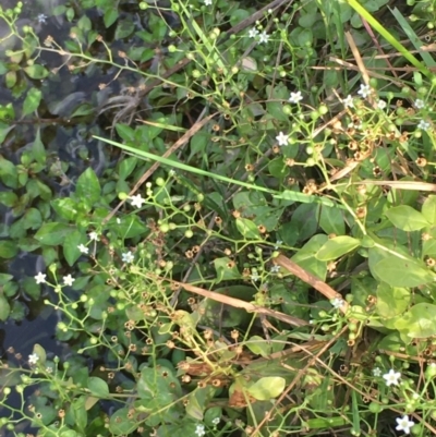 Samolus valerandi (Brookweed) at Molonglo Valley, ACT - 19 Jan 2020 by JaneR