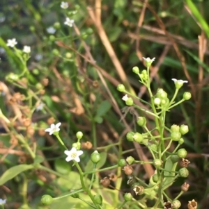 Samolus valerandi at Molonglo River Reserve - 19 Jan 2020