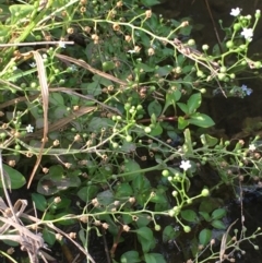 Samolus valerandi at Molonglo River Reserve - 19 Jan 2020