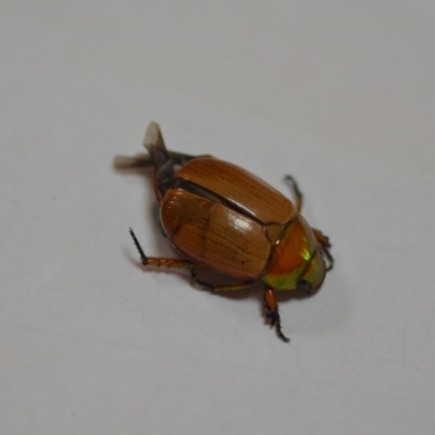 Anoplognathus brunnipennis (Green-tailed Christmas beetle) at QPRC LGA - 1 Jan 2020 by natureguy