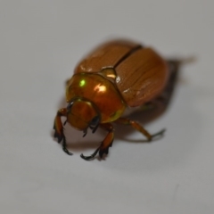 Anoplognathus brunnipennis at Wamboin, NSW - 1 Jan 2020 12:16 PM