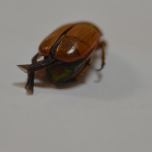 Anoplognathus brunnipennis at Wamboin, NSW - 1 Jan 2020 12:16 PM