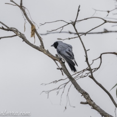 Coracina novaehollandiae (Black-faced Cuckooshrike) at Lake Burley Griffin West - 11 Jan 2020 by BIrdsinCanberra