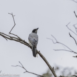 Coracina novaehollandiae at Acton, ACT - 12 Jan 2020