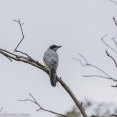 Coracina novaehollandiae at Acton, ACT - 12 Jan 2020