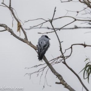 Coracina novaehollandiae at Acton, ACT - 12 Jan 2020