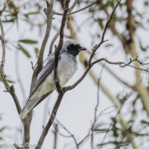 Coracina novaehollandiae at Acton, ACT - 12 Jan 2020