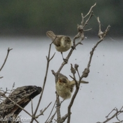 Acrocephalus australis (Australian Reed-Warbler) at Acton, ACT - 12 Jan 2020 by BIrdsinCanberra