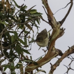 Acrocephalus australis at Acton, ACT - 12 Jan 2020