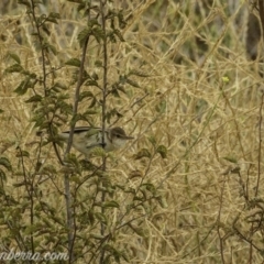 Acrocephalus australis at Acton, ACT - 12 Jan 2020