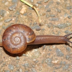 Austrorhytida capillacea (Common Southern Carnivorous Snail) at Acton, ACT - 19 Jan 2020 by Tim L