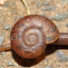 Austrorhytida capillacea at Acton, ACT - 19 Jan 2020