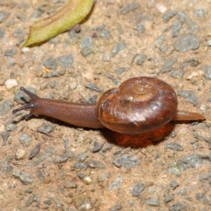 Austrorhytida capillacea at Acton, ACT - 19 Jan 2020