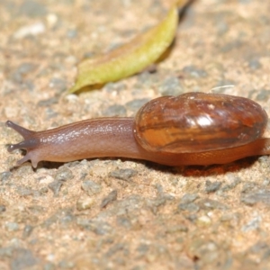 Austrorhytida capillacea at Acton, ACT - 19 Jan 2020