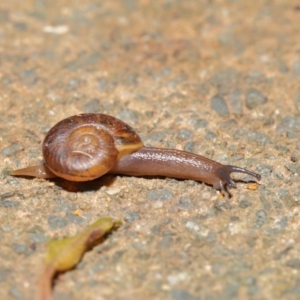 Austrorhytida capillacea at Acton, ACT - 19 Jan 2020