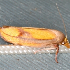 Wingia aurata (Golden Leaf Moth) at Lilli Pilli, NSW - 16 Jan 2020 by jb2602