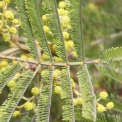 Acacia decurrens at Dunlop, ACT - 21 Aug 2019