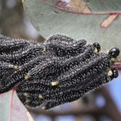 Perga dorsalis (Steel-blue sawfly, spitfire) at Dunlop, ACT - 21 Aug 2019 by PeteWoodall