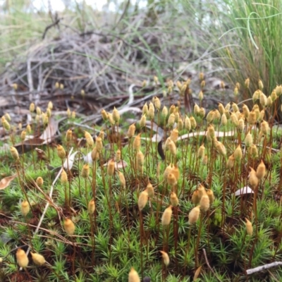 Polytrichaceae at O'Connor, ACT - 5 Oct 2016 by JanetRussell