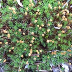 Polytrichaceae at O'Connor, ACT - 5 Oct 2016