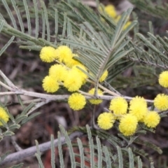 Acacia dealbata (Silver Wattle) at Dunlop, ACT - 21 Aug 2019 by PeteWoodall